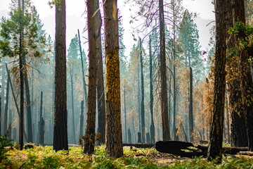 Half burned forest