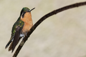 Purple-throated mountain-gem