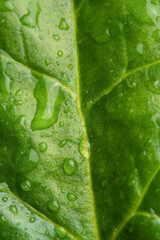 Macro texture of fresh green spinach