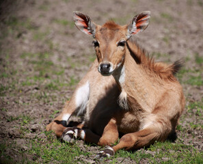 Nilgauantilope / Nilgai antelope / Boselaphus tragocamelus.
