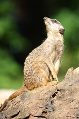Erdmännchen / Suricate or Meerkat / Suricata suricatta