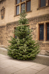 Christmas fir tree near house, holidays decor