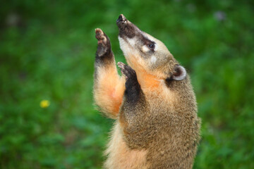 Südamerikanischer Nasenbär / South American coati / Nasua nasua