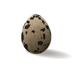 Vector illustration of a quail egg  isolated on white background.