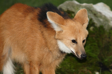 Mähnenwolf / Maned wolf / Chrysocyon brachyurus