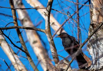 Blackbird sitting on tree branches