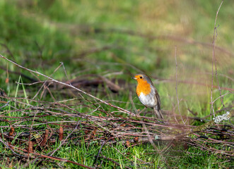 Small robin resting on a pile of branches in a garden.
