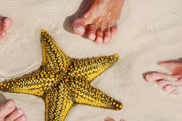 Zanzibar, Tanzania starfish or sea stars are echinoderms belonging to the class Asteroidea. The...