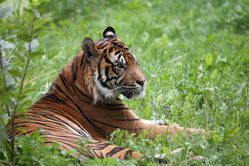 Sumatra-Tiger / Sumatran tiger / Panthera tigris sumatrae
