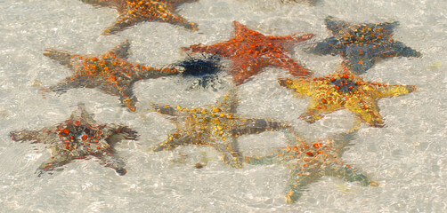 Zanzibar, Tanzania starfish or sea stars are echinoderms belonging to the class Asteroidea. The names 