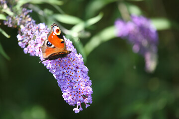 Tagpfauenauge / European peacock butterfly  / Vanessa io or Aglais io or Inachis io or Nymphalis io