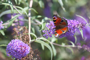 Tagpfauenauge / European peacock butterfly  / Vanessa io or Aglais io or Inachis io or Nymphalis io