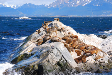 Sea lions in the Beagle Channel is a strait separating islands of the Tierra del Fuego Archipelago,...