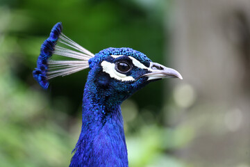 Blauer Pfau / Indian peafowl / Pavo cristatus
