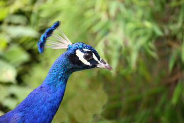 Blauer Pfau / Indian peafowl / Pavo cristatus