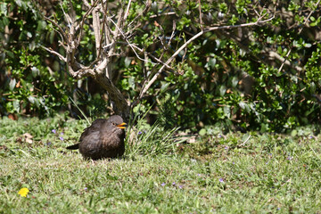 Amsel oder Schwarzdrossel / Blackbird / Turdus merula