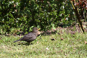 Amsel oder Schwarzdrossel / Blackbird / Turdus merula