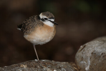 Seeregenpfeifer / Kentish plover / Charadrius alexandrinus