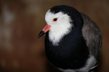 Langzehenkiebitz / Long-toed lapwing / Vanellus crassirostris