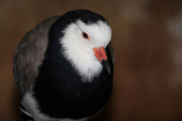 Langzehenkiebitz / Long-toed lapwing / Vanellus crassirostris
