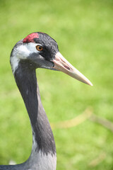 Grauer Kranich / Common crane / Grus grus