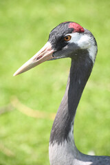 Fototapeta premium Grauer Kranich / Common crane / Grus grus