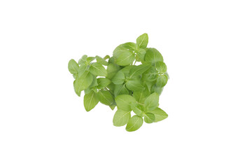 Basil leaves isolated on white background, 
for your design
