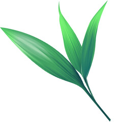 Obraz premium Green leave palm tree isolated