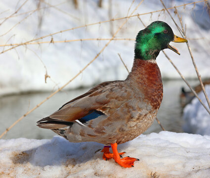 In winter male mallard or wild duck (Anas platyrhynchos) is a dabbling duck which breeds throughout the temperate and subtropical Americas, Eurasia, and North Africa, 