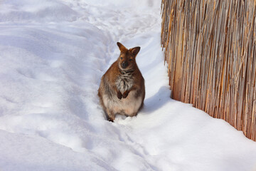 In winter a wallaby is any animal belonging to the family Macropodidae that is smaller than a kangaroo and hasn't been designated otherwise. - obrazy, fototapety, plakaty