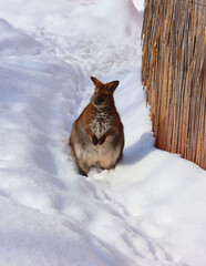In winter a wallaby is any animal belonging to the family Macropodidae that is smaller than a...