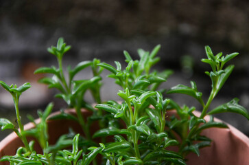 Senecio peregrinus in the garden.