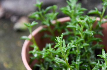 Senecio peregrinus in the garden.
