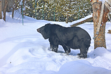 Asian black bear (Ursus thibetanus or Selenarctos thibetanus), also moon or white-chested bear, is a medium-sized bear species native to Asia and largely adapted to arboreal life