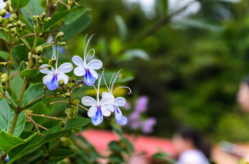 Blue Butterfly Bush, Blue Glory Bower or Blue Wings Bush on green leaf background.