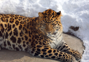 Amur leopard is a leopard subspecies native to the Primorye region of southeastern Russia and the Jilin Province of northeast China.