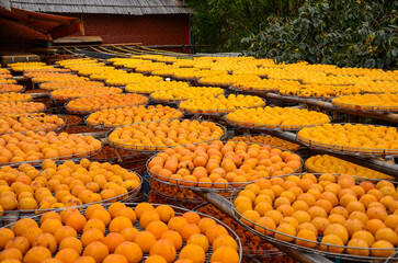 Process of Making Dried Persimmon during Windy Autumn.