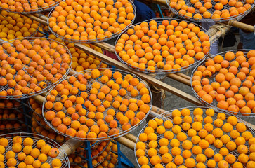 Process of Making Dried Persimmon during Windy Autumn.