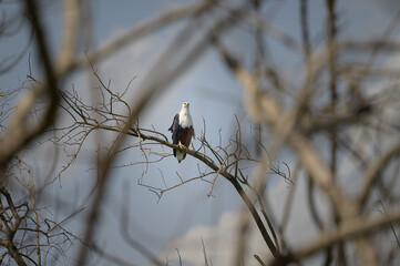 An African Fish Eagle sitting on a tree