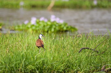 An African Jacana walking in a meadow near a river