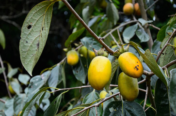 Persimmon tree in the farm.