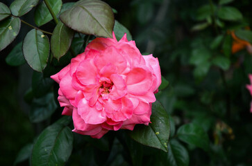 Camellia japonica in the garden.