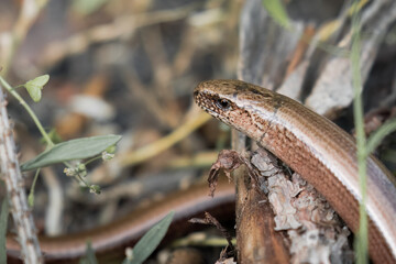 The slow worm, Anguis fragilis, legless lizard. An animal that looks very much like a snake, but is not a snake. The slow worm hunts for snails and earthworms
