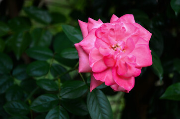 Camellia japonica in the garden.