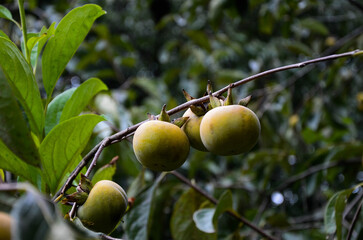 Persimmon tree in the farm.