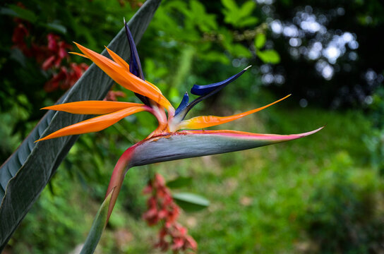 Strelitzia 이미지 – 찾아보기 23,565 스톡 사진, 벡터 및 비디오 | Adobe Stock
