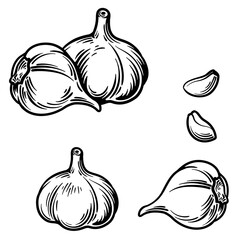 Whole garlic and garlic cloves. Vector illustration of garlic in engraving style.