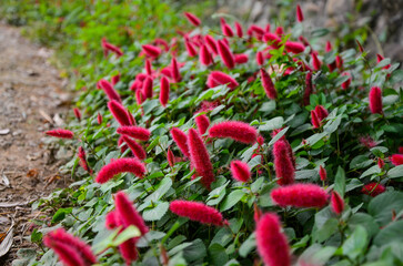  Acalypha hispida in the park.