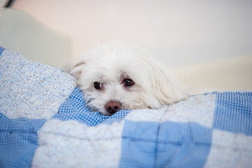 A small Maltese puppy is resting on the blanket