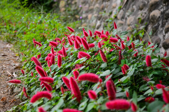  Acalypha hispida in the park.